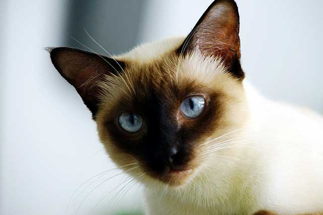 10 Cat Breeds with Blue Eyes: 8. Tonkinese cat