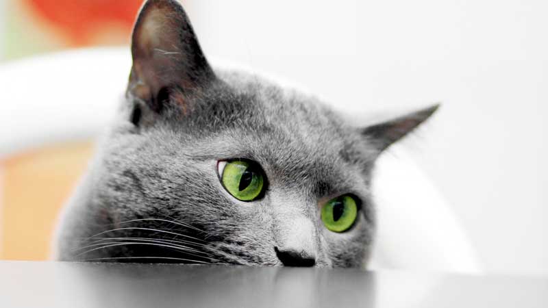 Cat Breeds With The Coolest Green Eyes