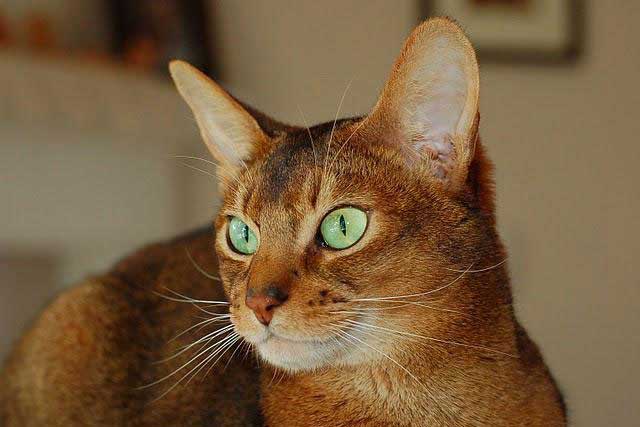 Abyssinian