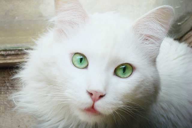 Turkish Angora