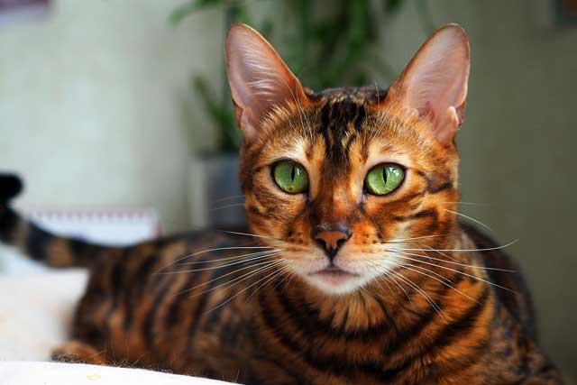 Bengal