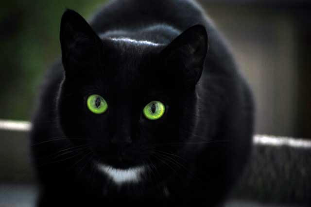 Bombaycat