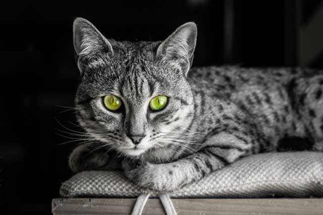 Egyptian Mau