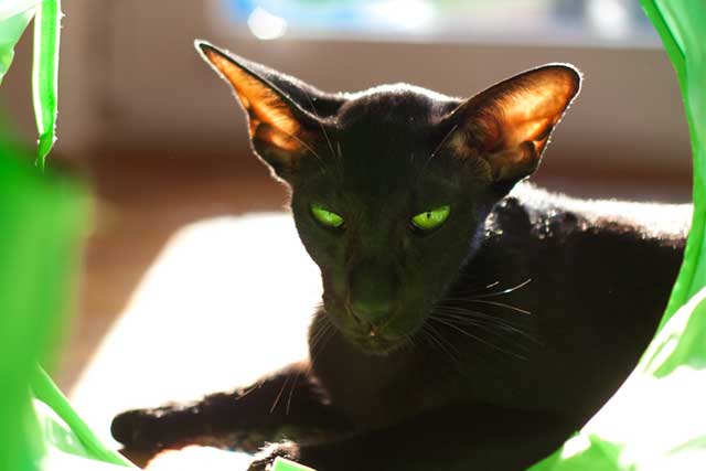 Oriental Shorthair