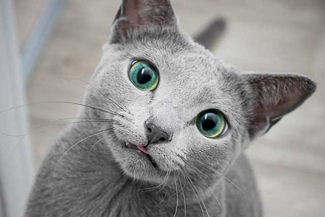 Russian Blue