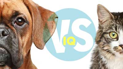 Cats vs. Dogs: Behavior, Intelligence, and Care Comparison · The Wildest