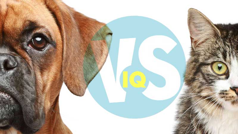 Cat IQ vs. Dog IQ: Who