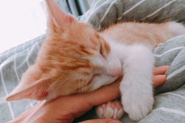 Cat Likes To Sleep Around You, There Is These 6 Reasons: 4. The cat is cold