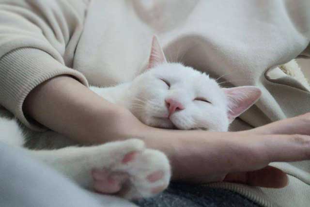 Cat Likes To Sleep Around You, There Is These 6 Reasons: 5. The cat treats you like a mother