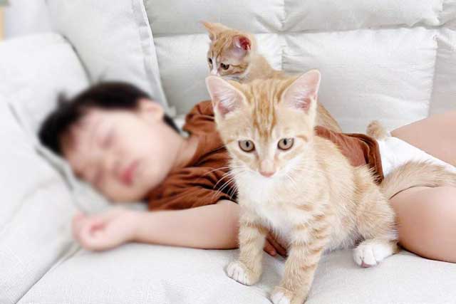 Cat Likes To Sleep Around You, There Is These 6 Reasons: 6. The cat wants to protect you