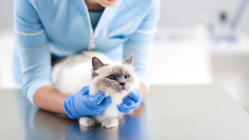 Do Cats Carry The Feline Coronavirus For Life?