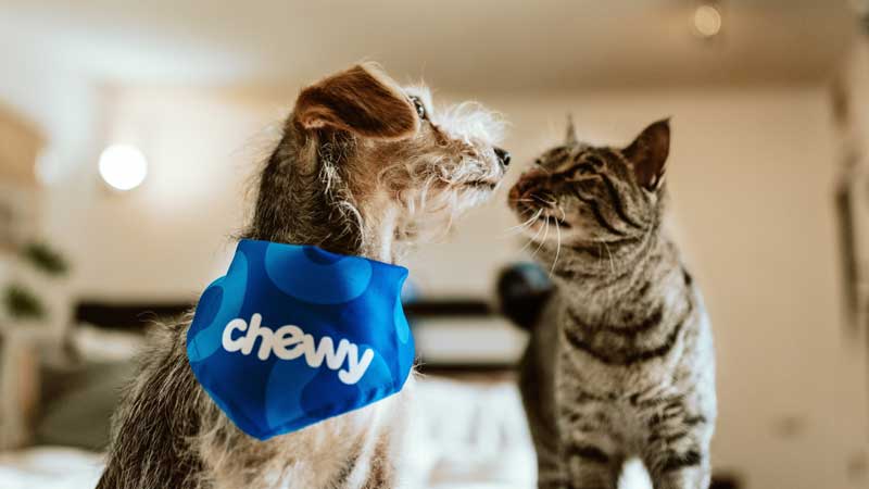 How A Cat's Sense Of Smell Compares To A Dog's: The Surprising Results