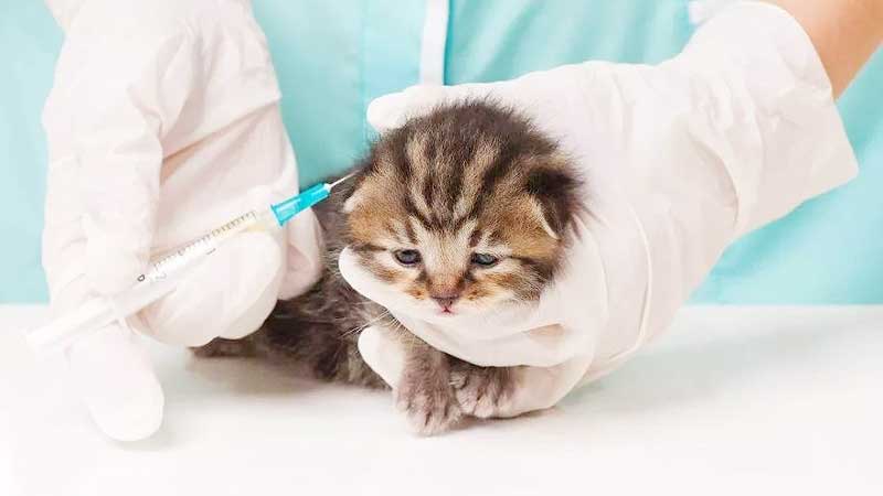 Every Important Cats Vaccination Question Answered