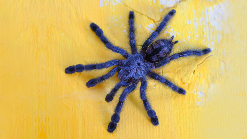 Are Cobalt Blue Tarantulas Suitable for Beginners?