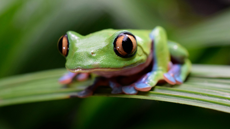 Various Costs of Owning a Pet Frog