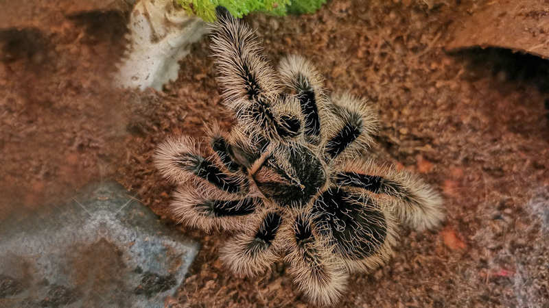 Curly Hair Tarantula Nicaraguan vs. Honduran