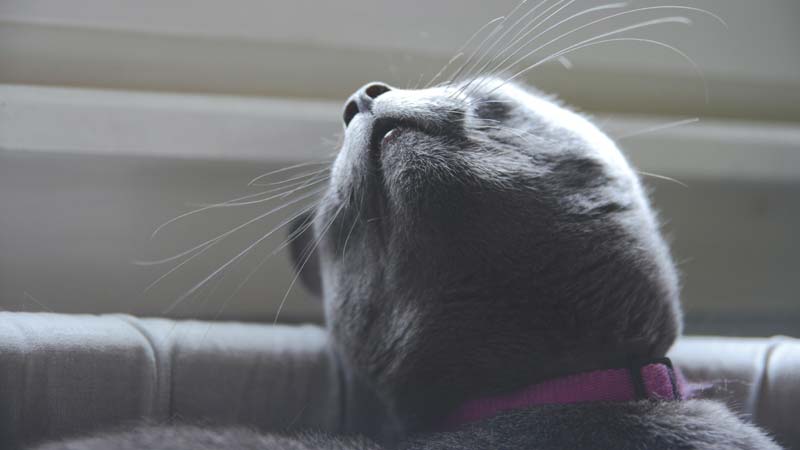 50+ Cute & Creative Gray Cat Names