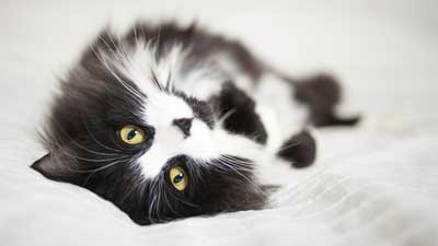 The 10 Cutest ＂Black & White＂ Cat Breeds