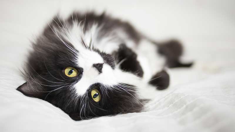 Cutest Black & White Cat Breeds