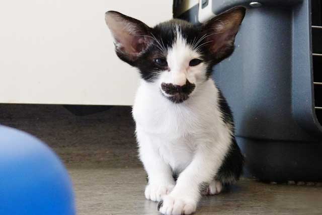 Oriental Shorthair