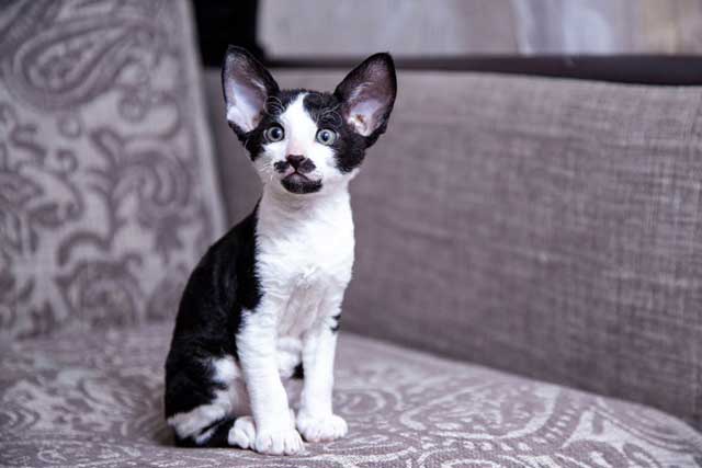 Cornish Rex