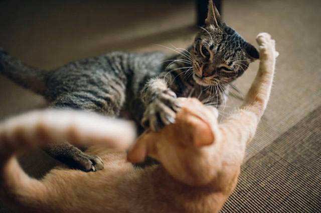 The 6 Disadvantages of Male Cats: 1. Male cats often fight