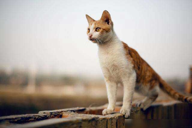 The 6 Disadvantages of Male Cats: 3. Male cats like to go out