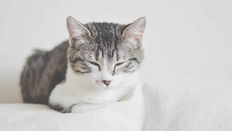 Do Cat's Colds Go Away On Their Own?
