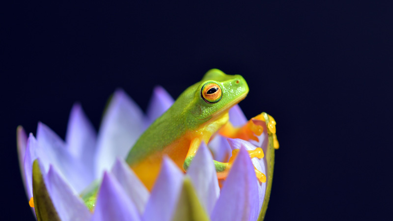 Do Frogs Make Good Pets? Yes!