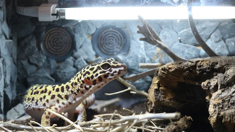 Do Leopard Geckos Need UVB? Yes!