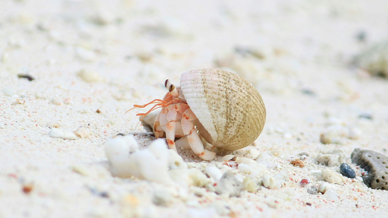 Does a Hermit Crab Have a Backbone?（No, Invertebrates）