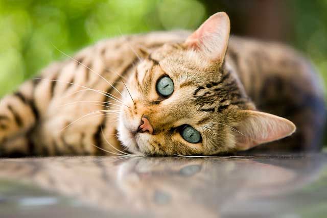 Domestic Cats With 'Wild Blood': 1. Bengal cat