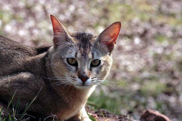 Domestic Cats With 'Wild Blood': 2. Chausie