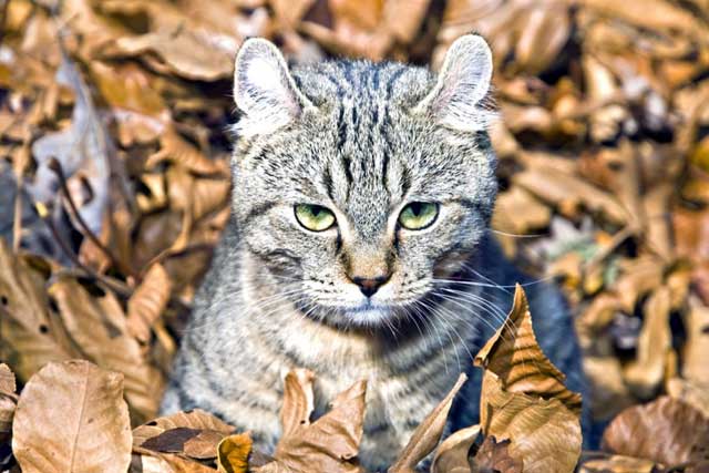 Domestic Cats With 'Wild Blood': 5. Highlander cat