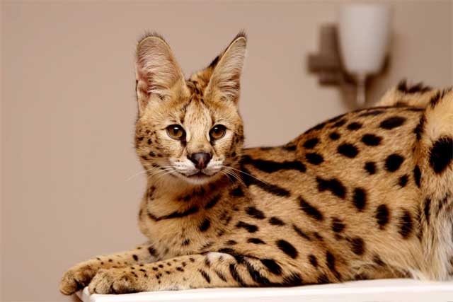 Domestic Cats With 'Wild Blood': 8. Savannah cat