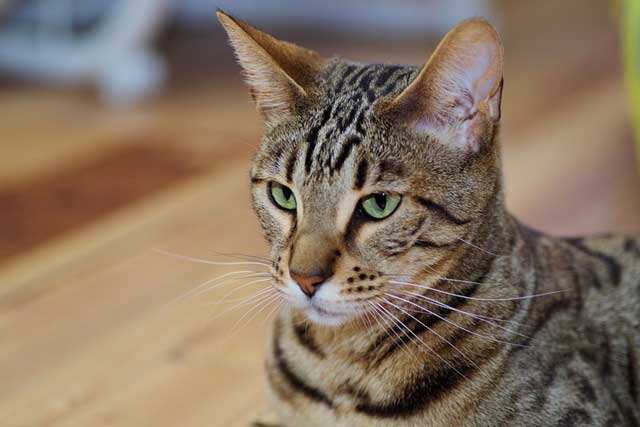 Domestic Cats With 'Wild Blood': 9. Serengeti cat