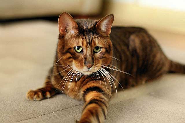 Domestic Cats With 'Wild Blood': 10. Toyger