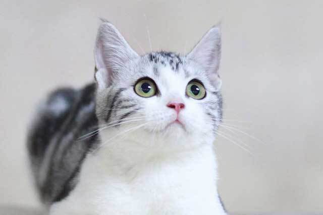 The 10 Least Intelligent Cat Breeds (Dumbest Cat Breeds): 5. American Shorthair