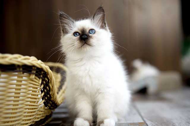 The 10 Least Intelligent Cat Breeds (Dumbest Cat Breeds): 4. Birman