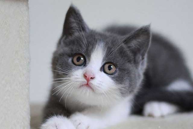 The 10 Least Intelligent Cat Breeds (Dumbest Cat Breeds): 6. British Shorthair