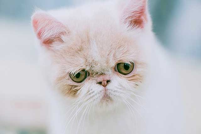 The 10 Least Intelligent Cat Breeds (Dumbest Cat Breeds): 1. Exotic Shorthair