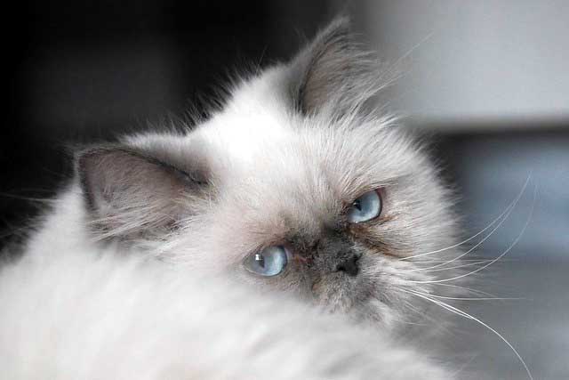 The 10 Least Intelligent Cat Breeds (Dumbest Cat Breeds): 3. Himalayan