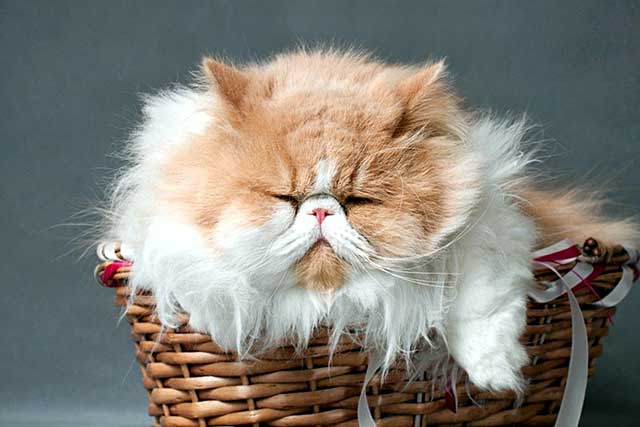 The 10 Least Intelligent Cat Breeds (Dumbest Cat Breeds): 2. Persian Cat