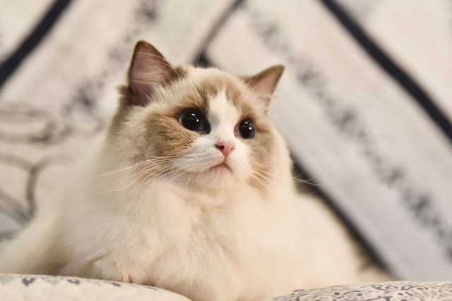 The 10 Least Intelligent Cat Breeds (Dumbest Cat Breeds): 10. Ragdoll