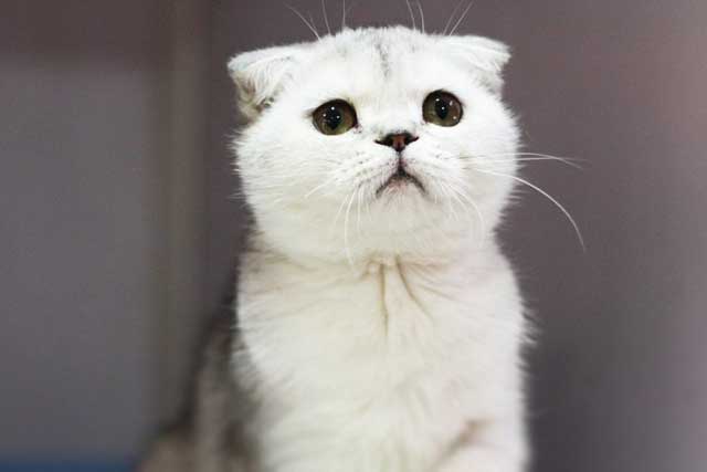 The 10 Least Intelligent Cat Breeds (Dumbest Cat Breeds): 9. Scottish Fold