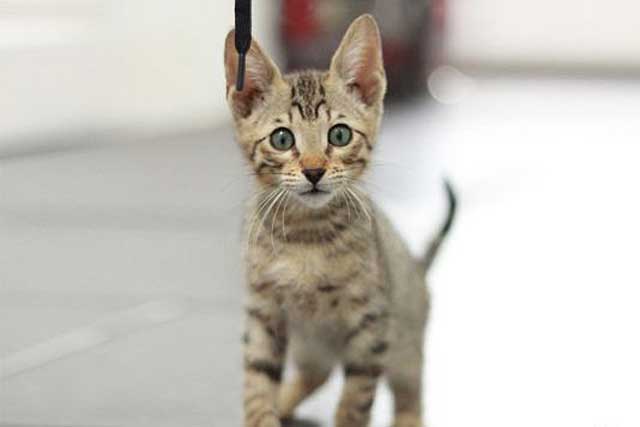 The 10 Least Intelligent Cat Breeds (Dumbest Cat Breeds): 8. Serengeti Cat