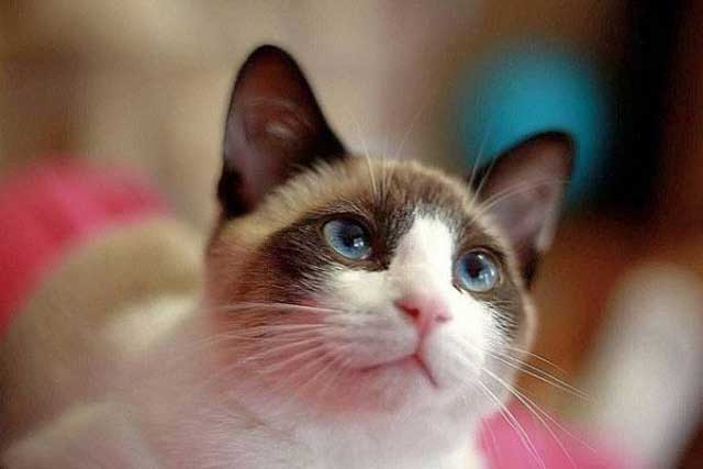 The 10 Least Intelligent Cat Breeds (Dumbest Cat Breeds): 7. Snowshoe