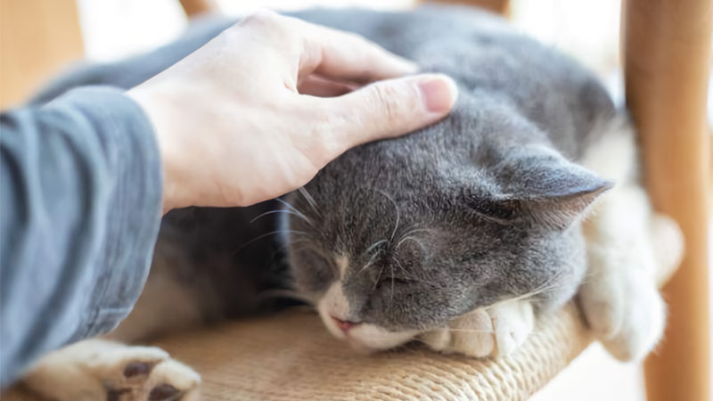 Caring for Your Whiskered Companion: Essential Tips for Cat Health