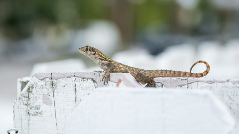 Exploring Reptiles for Small Spaces: Ideal Pets for Beginners