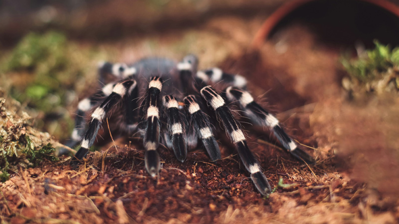 10 FAQs About Zebra Tarantulas